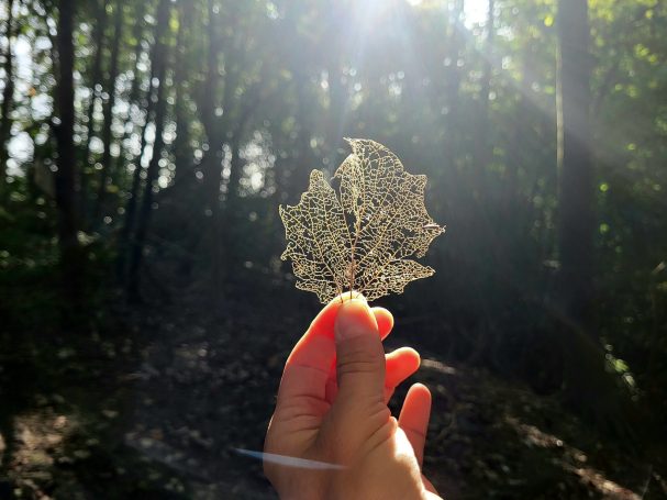 Blattskelett Achtsamkeit