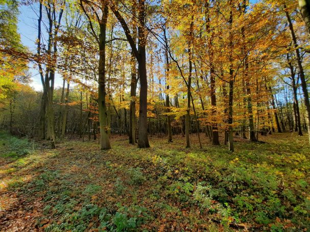 Herbstwald