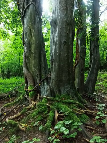 Bäume und ihre Geschichte