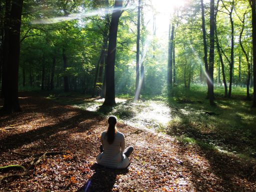 Entspannen im Wald. Sonnenstrahlen im Herbstwald.