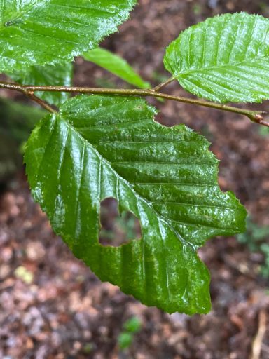 Auf kleine Dinge achten. Stressreduzierung im Wald.